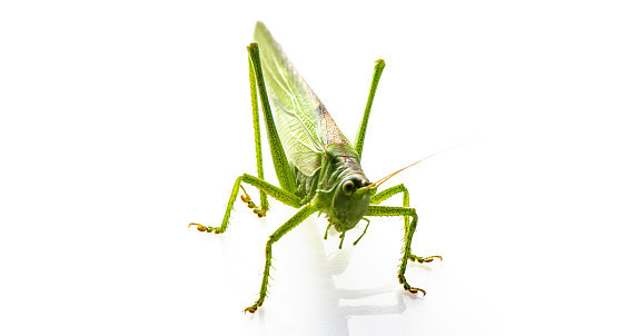 Tiny Acrobat: The Delicate Dance of a Grasshopper