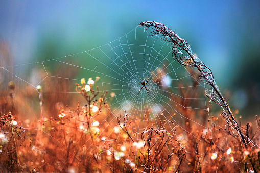 Droplet Ballet: Spider's Web in Morning Dew Choreograph