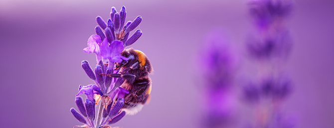 Lavender Serenade: Capturing the Elegance of a Bumblebee's Flight