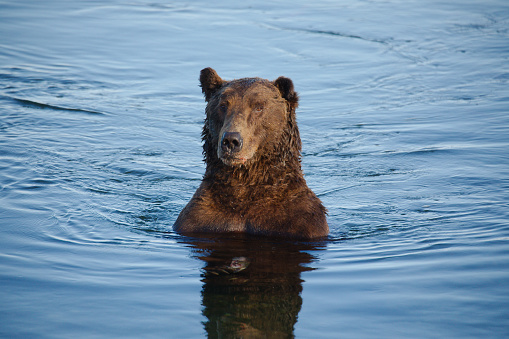 Brown bear lunging for a fish in cool clear river water near Haines, Alaska in the United States of America (USA). John Morrison Photographer