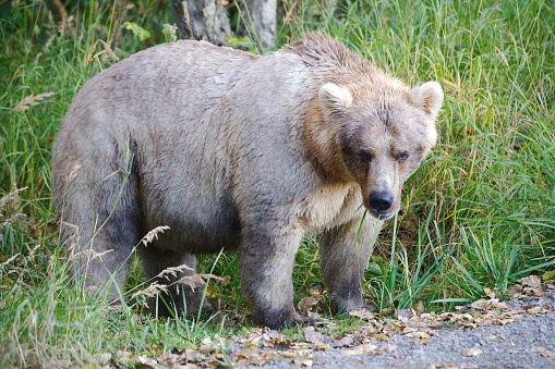 A big female brown bear
