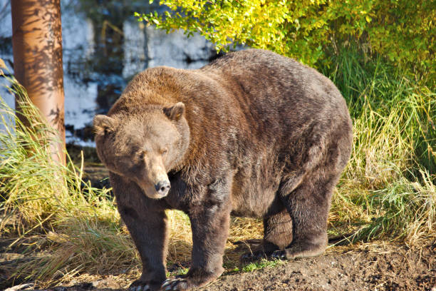 istock A big bear looks for salmon 1892723094