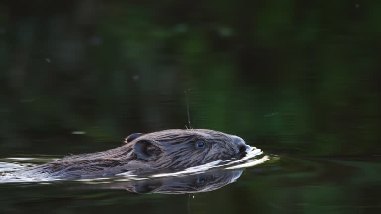 Eurasian beaver (Castor fiber) in summer time