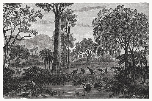 Historical view of an Australian landscape with various animals. Wood engraving, published in 1894.