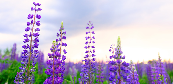 Purple Paradise: Lupines Dancing in the Breeze