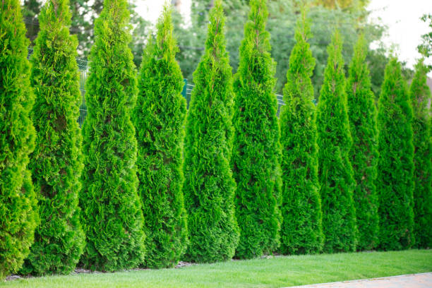 istock Backyard Tranquility: Adorning the Garden with Decorative Thuja 1892740700