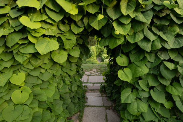 istock Sylvan Curve: Twisted Plants Forming a Natural Arch 1892740704