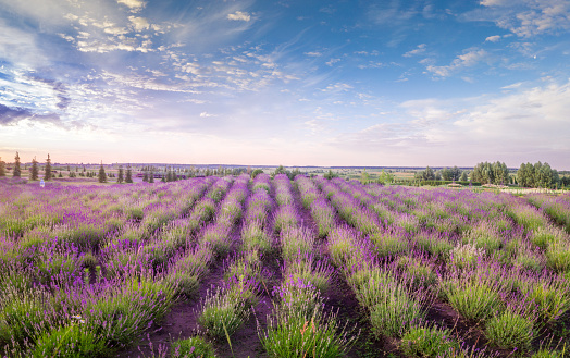 Blooms at Dawn: Capturing the Serenity of Lavender in the Morning Light