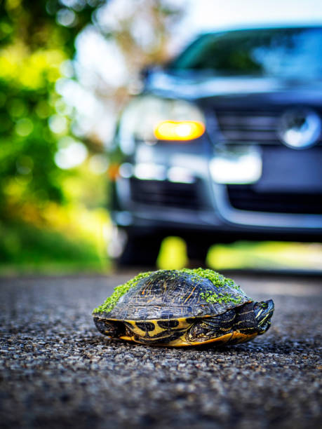 istock Big turle on road with car in the background 1892741758