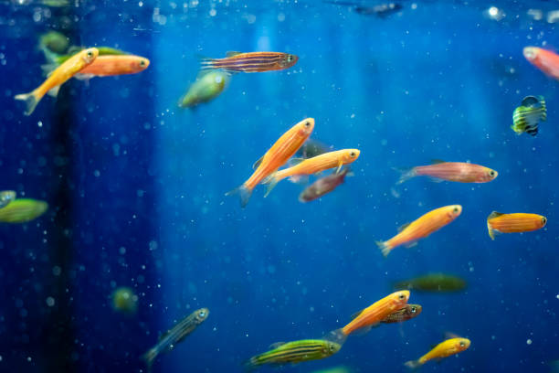 istock Ornamental fish in blue water in an aquarium 1892742784