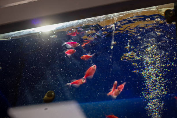 istock Ornamental fish in blue water in an aquarium 1892743298