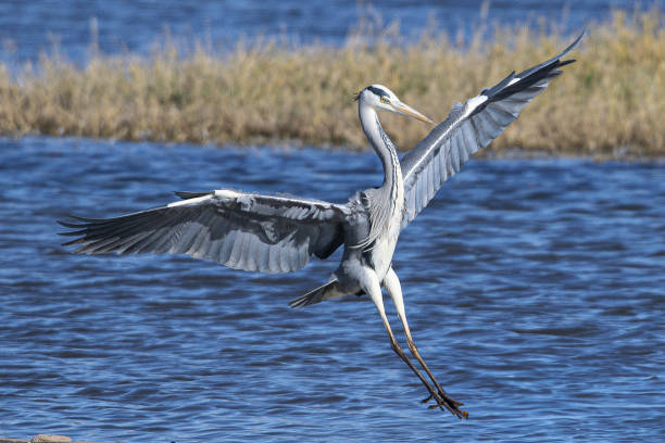 istock grey heron Ardea cinerea is a common bird in emporda girona catalunya spain 1892744879