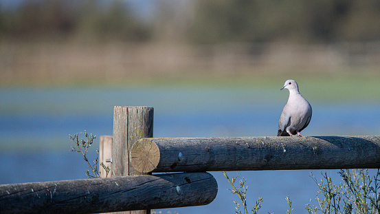 The Eurasian collared dove (Streptopelia decaocto) is a dove species native to Europe and Asia common in aiguamolls emporda girona spain