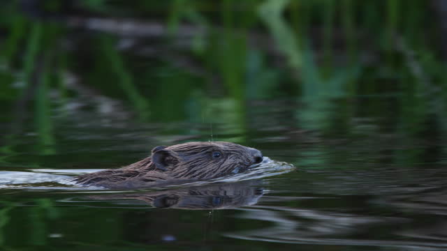 Eurasian beaver (Castor fiber) in summer time