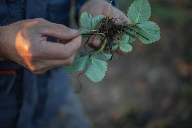 istock Strawberry seedling in farmer's hand 1892774283