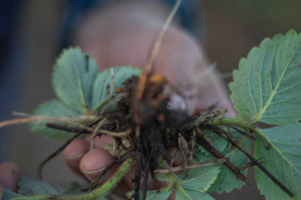 istock Strawberry seedling in farmer's hand 1892774804