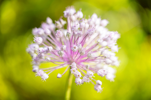 Closeup beautiful Garlic flower in springtime, background with copy space, full frame horizontal composition