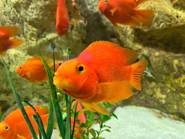 istock The blood parrot cichlid or parrot cichlid 1892826563