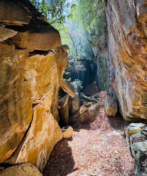 istock Towering Rocks Surround Sun-Drenched Leaves 1892830690