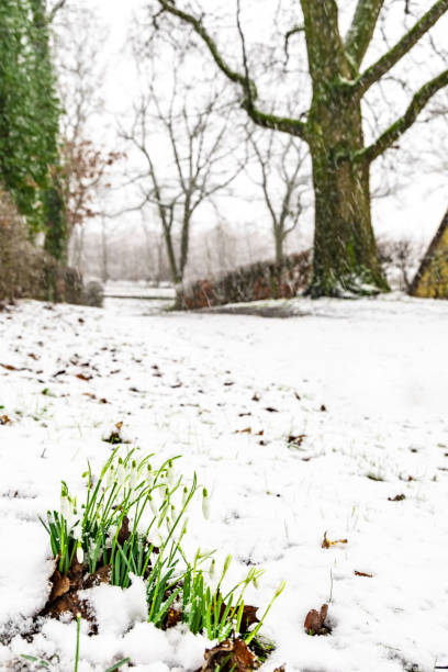 istock Gentle snowdrop flowering from snow 1892842125