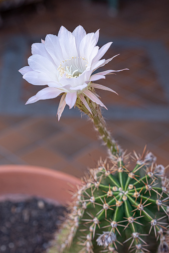 Echinopsis oxygona, the flower lasts only one day with all its beauty, they open in the evening and start to fade the following afternoon