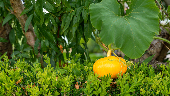 Close-up of growing pumpkin on vine at greenhouse.