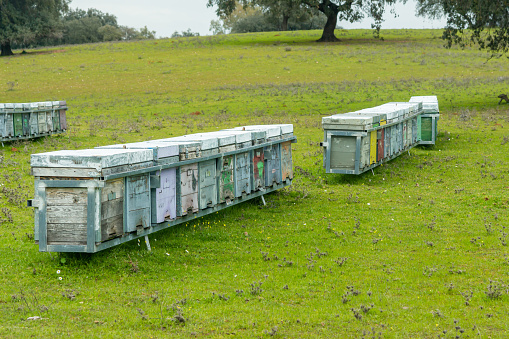 Apiary Ecosystem: Wooden Beehives among the Holm Oaks of the meadow.