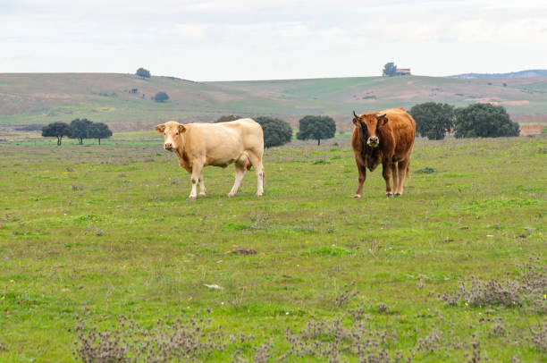 istock Bovine Duality: Cows in the Expansive Meadow under a Gray Sky. 1892849969