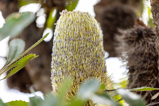 Beautiful flowers of Banksia, background with copy space, full frame horizontal composition