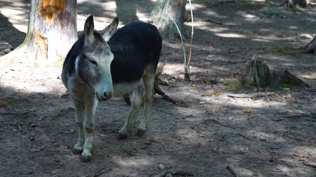 Close up of donkey