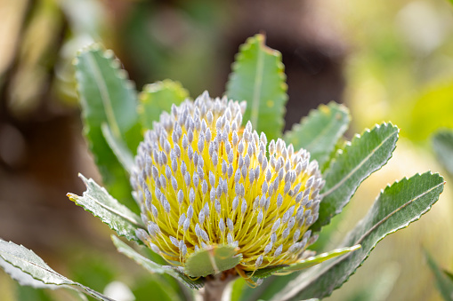 Beautiful flower of Banksia, background with copy space, full frame horizontal composition