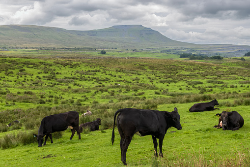 Ingleborough, one of the three peaks challenge hills, seen over cows grazing in the Yorkshire Dales National Park, England.