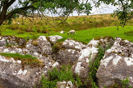 Sheep grazing close to Ingleborough in the Yorkshire Dales National Park, England.