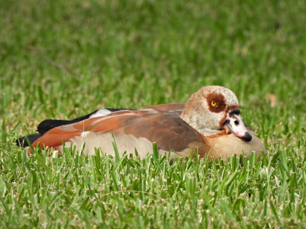 istock Egyptian Goose (Alopochen aegyptiaca) - lying down in the grass 1892879055
