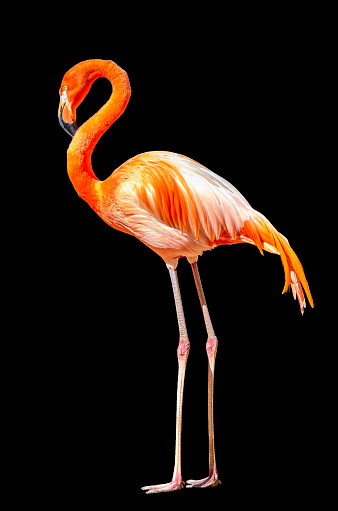 Flamingos are members of one of the oldest bird groups. They recently discovered fossils of flamingos, dating back 30 million years, pointing to the ancient nature of these unique birds. Fossilized footsteps of a 7 million-year-old primitive flamingo have been found in the Andes Mountains of South America.