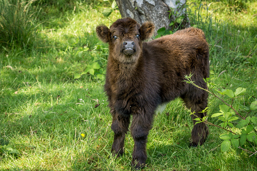 A cute and curious young Scottish highlander calf in the national park \
