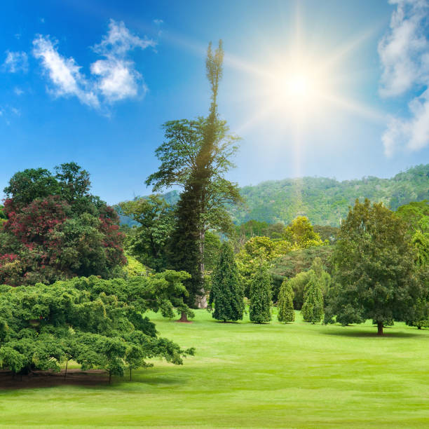 Sunny forest early in the morning