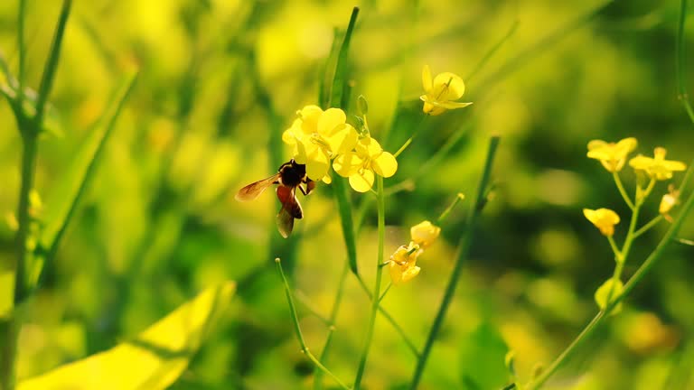 4k footage of Honey bee collects nectar on a yellow rapeseed flower.Honey Bee collecting pollen on yellow rape flower. Bee with rape flower in the spring - rapeseed honey - bee collects nectar.