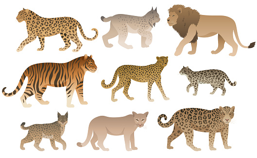 Different animals of feline family. Wild cat set. Vector illustrations isolated. Tiger, bobcat, lynx, cougar, jaguar, ocelot, cheetah, leopard, lion.