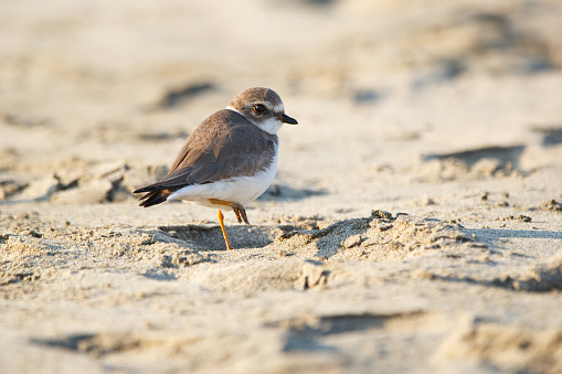 Solitary cute little bird Snowy plover in non-breeding plumage is standing on the sand in the tropical beach during winter migration.