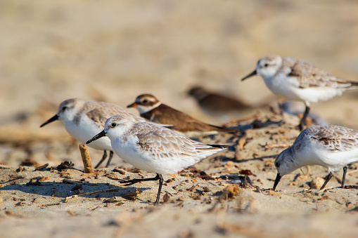 Group of cute little shorebirds Sanderlings in non-breeding plumage are standing on the sand in the tropical beach during winter migration.