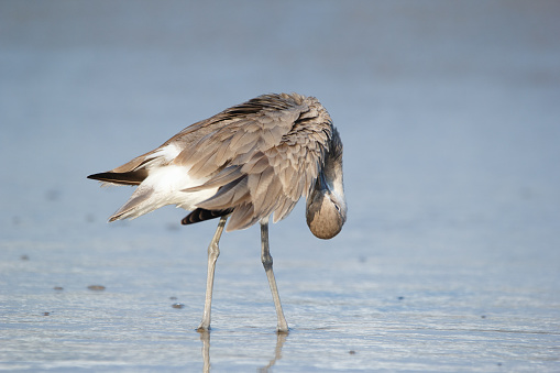 Elegant Willet is standing in the water and preening at the coastline during winter migration in a sunny day.