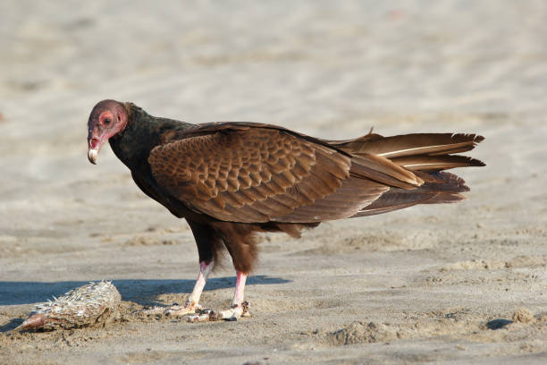 istock Turkey vulture scavenges on dead puffer fish on the beach. 1892961026