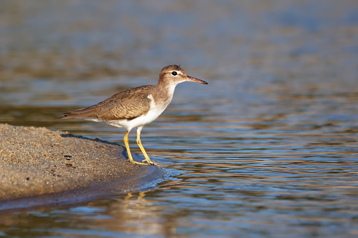 Adult non-breeding Spotted sandpiper is standing in water on sand and searching for food during winter migration in tropics.