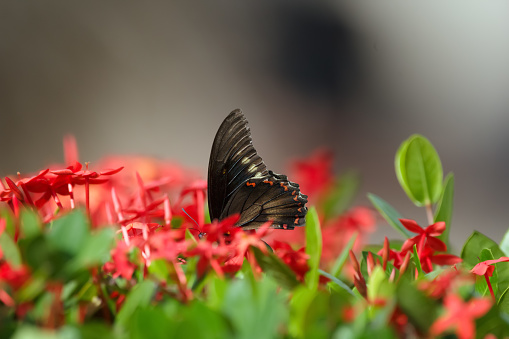 Beautiful Battus polydamas swallowtail is sitting on the Ixora shrub with bright red bloom and green foliage in hot summer sunny day.