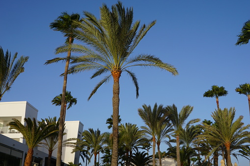 Palm trees of the Canary island of Grand Canary. Palm trees on a tropical island. Silhouettes of palm trees.