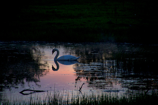 Proud swan in small lake