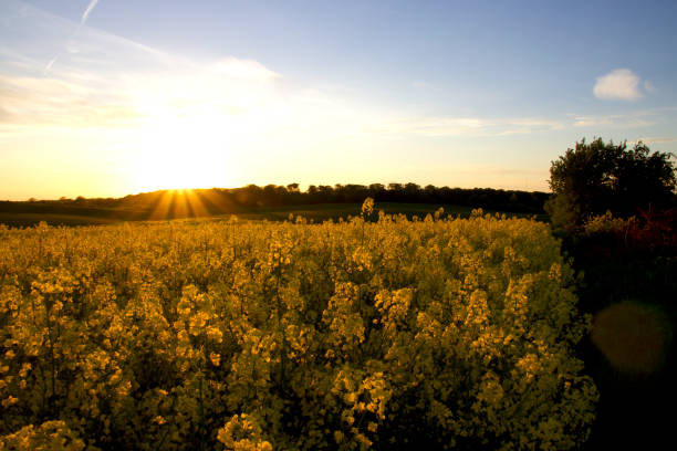 istock Sun on the field dressed in yellow 1892975679