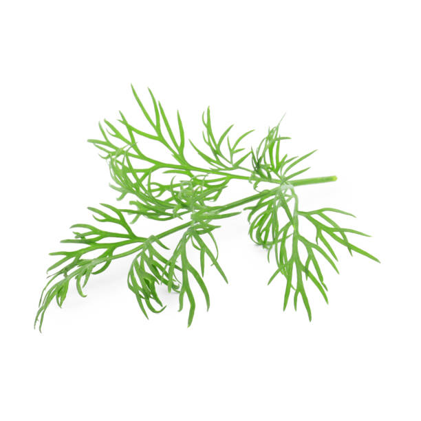 istock Sprig of fresh dill isolated on white 1892983908