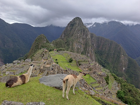 An alpaca at the ruins of Manchu Picchu in the Andes Mountains of Peru.